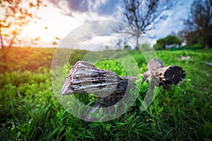 Wooden log at Sunset