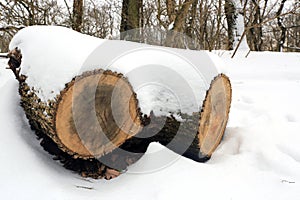 Wooden log under snow