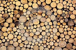 Di legno protocolli 