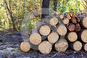 Wooden Logs with Forest on Background. Trunks of trees cut and stacked in the foreground. Pile of wood logs on edge of forest. Sta