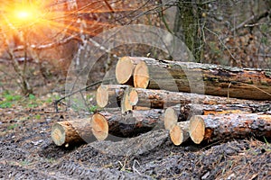 Wooden logs in forest