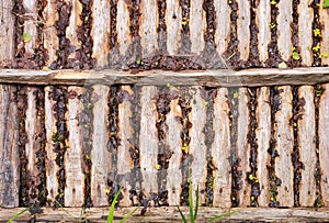 Wooden logs lie vertically on the ground in one row, side view or frome above. Perspective view of peeled logs, texture