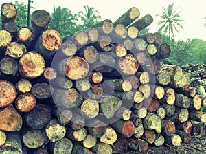 Wooden logs pine