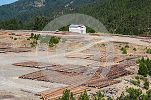 Wooden logs of pine woods in the forest, stacked in a piles. Logging in Pindus mountains