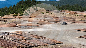 Wooden logs of pine woods in the forest, stacked in a piles. Logging in Pindus mountains