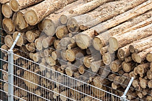 Wooden logs of pine woods stacked in a pile behind a fence