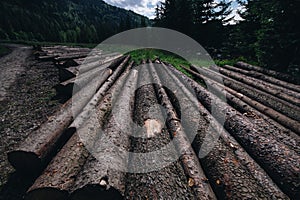 Wooden logs placed on the ground