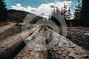 Wooden logs placed on the ground