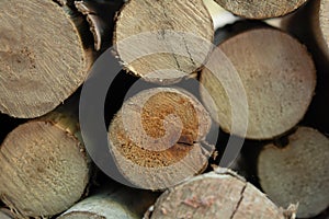 Wooden logs stack, tree stumps background