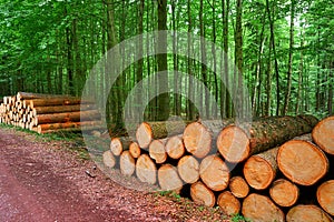 Wooden logs stacked in Harz mountains Germany