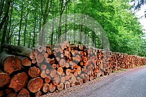 Wooden logs timber stacked in Harz Germany