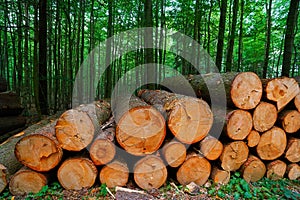 Wooden logs timber stacked in Harz Germany