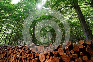 Wooden logs timber stacked in Harz Germany