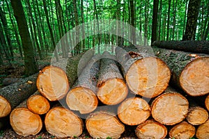 Wooden logs timber stacked in Harz Germany