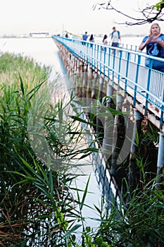 Wooden long bridge over a sea plait, river at sunset in perpektive, against a background of reeds, landscape