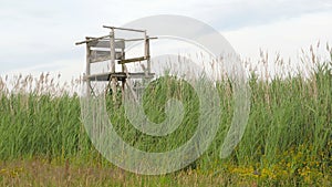 Wooden lookout tower in tall grass and reeds for hunting animals