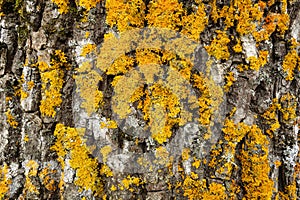 Wooden mossed textured tree bark