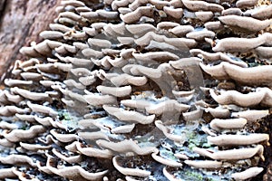 Wooden mushroom on weathered tree trunk macro photo. Shelf mushroom decay on wooden trunk