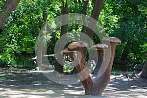 Wooden mushrooms monument