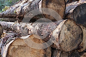 Wooden natural sawn logs as background.