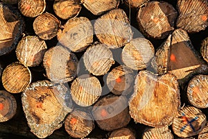 Wooden natural sawn logs as background, top view, flat lay