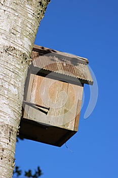 Wooden nest box on trunk of silver birch tree