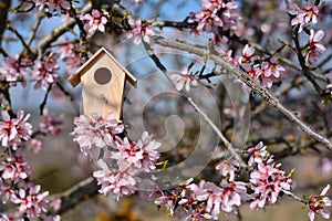 Nido casa en un árbol lleno de almendras flores 