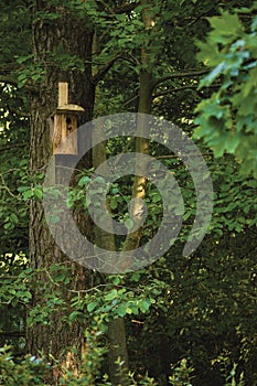 Wooden nest nestling timber box, starling bird house, large tree trunks and branches, birdhouse in sunny summer woods lush foliage