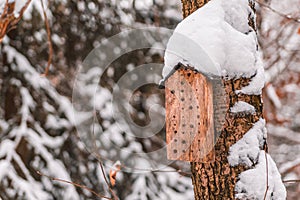 Wooden nesting box for solitary bees. Small insect hotel during winter in Harz Mountains National Park, Germany