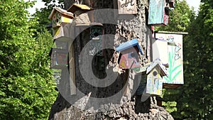 Wooden nesting boxes for bird of various sizes on old tree trunk. 4K