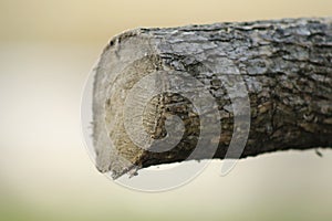 Wooden obsolete log