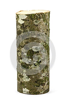 Wooden obsolete log. Top view. Isolated on a white.