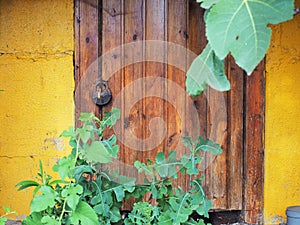 Wooden old door with padlock yellow cracked wall and green plants in the foreground