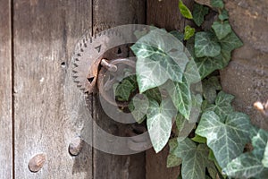 Wooden old door and rusty padlock overgrown with ivy