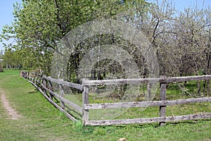 Wooden old fence encloses an apple orchard. Spring