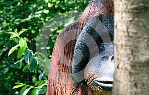 Wooden Orang Urang monkey portrait in a sunny day