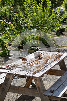 Wooden outdoor picnic table surrounded by lush greenery in the background