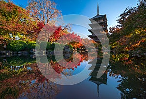 The wooden pagoda of Toji Temple with beautiful maple leaves, Kyoto, Japan