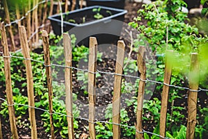 A wooden paling fence in the garden, landscaping photo