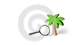 Wooden palm tree and a magnifying glass on an isolated background. Search for tours and cruises to warm countries. development