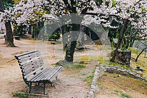 Wooden park bench alone in sakura garden