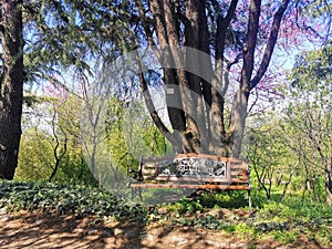 Wooden park bench under tall trees in spring
