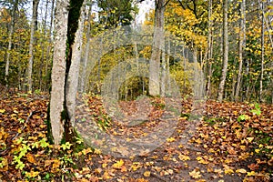 Wooden passway in the forest