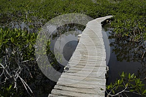 Wooden Path