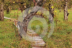 Wooden path in the autumn apple orchard, park