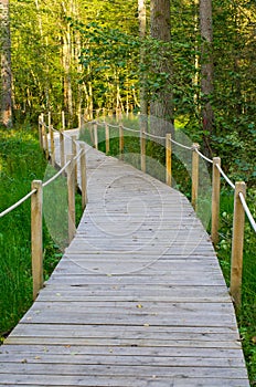 Wooden path in Bialowieza forest, Poland