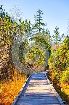 Wooden path in Bozi Dar peat bog