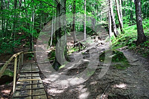 Wooden path and bridge in the forest. Eco trail among boulders and trees on a summer day. The concept of ecology