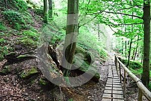 Wooden path and bridge in the forest. Eco trail among boulders and trees on a summer day. The concept of ecology