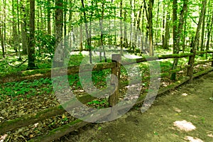 Wooden path and bridge in the forest. Eco trail among boulders and trees on a summer day. The concept of ecology